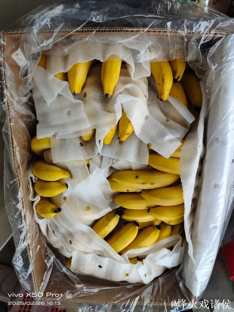 国产精品视频一级香蕉